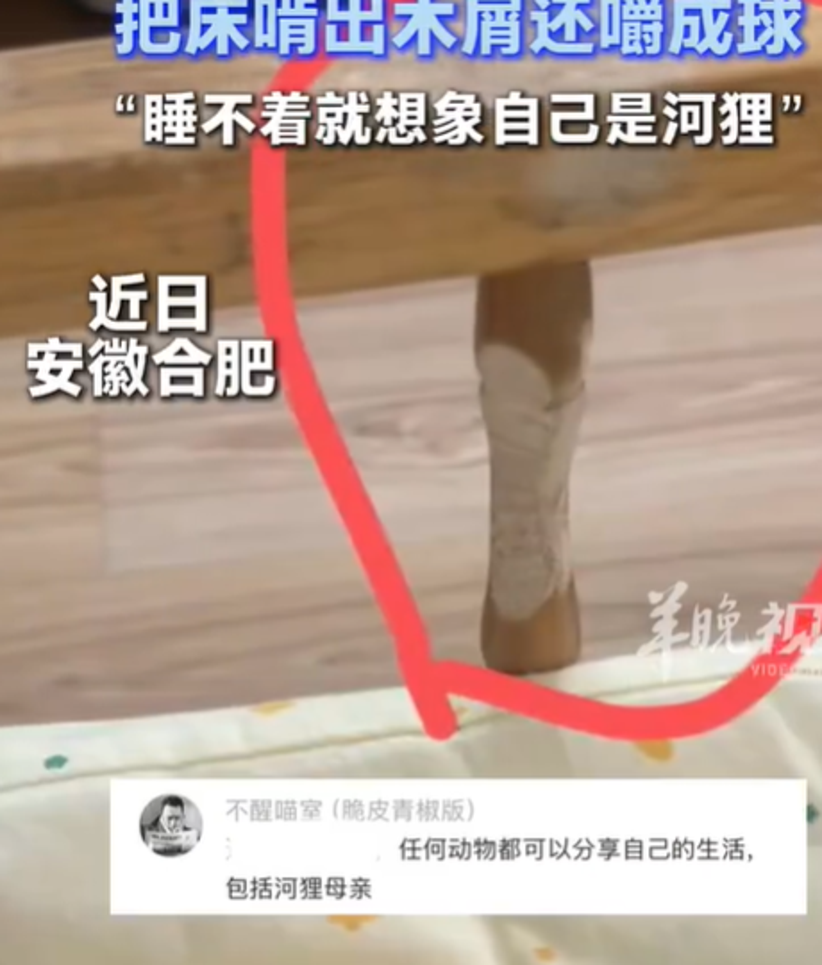 男童午休睡不著!幻想「是隻小河狸」狂啃木床。圖/翻攝自微博