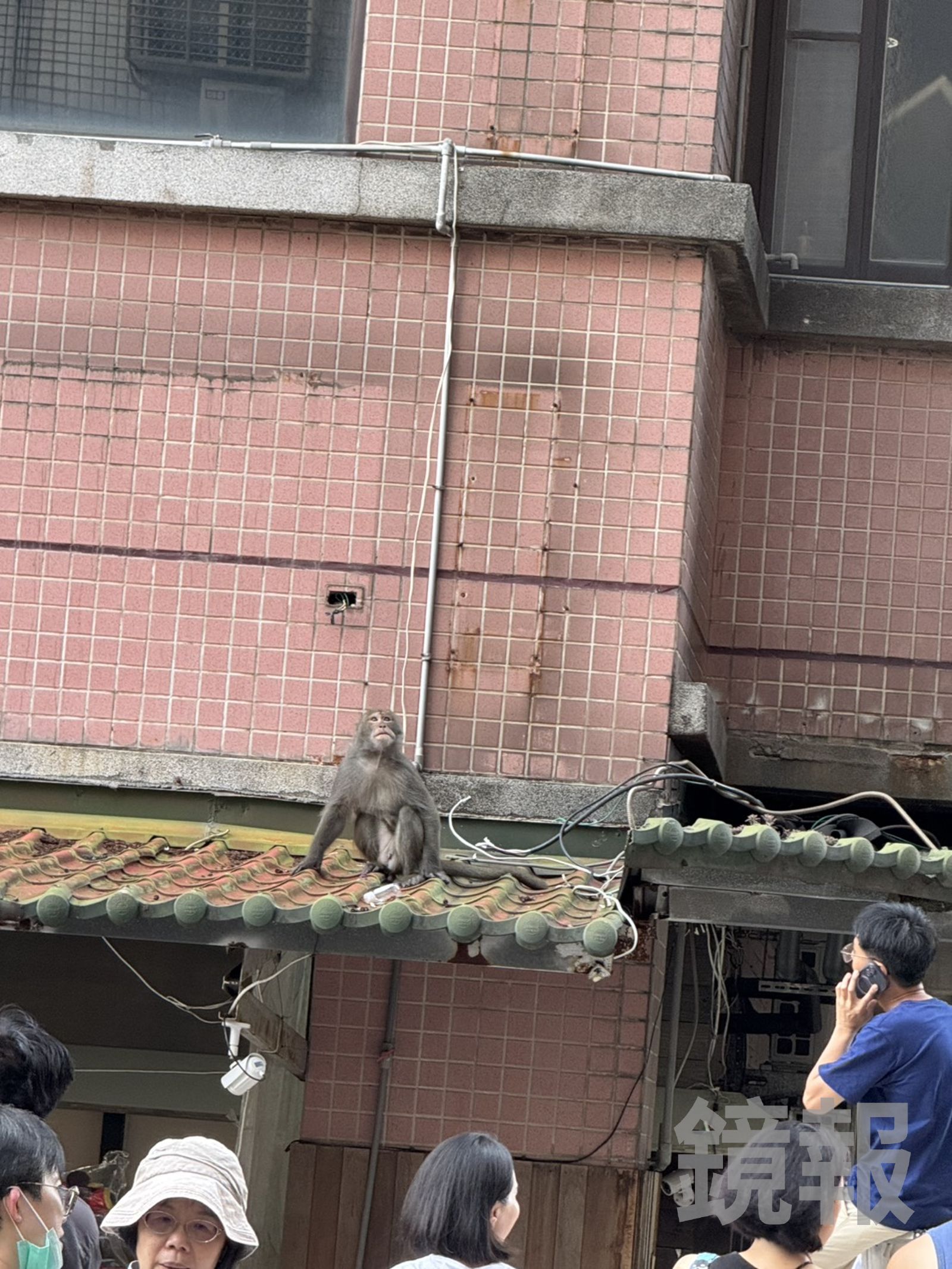 附近民眾7/4日就曾目擊獼猴出沒。民眾提供