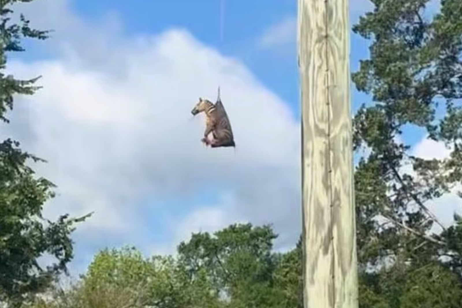 離家出走一週!寵物斑馬被「吊掛空運」終於回家了