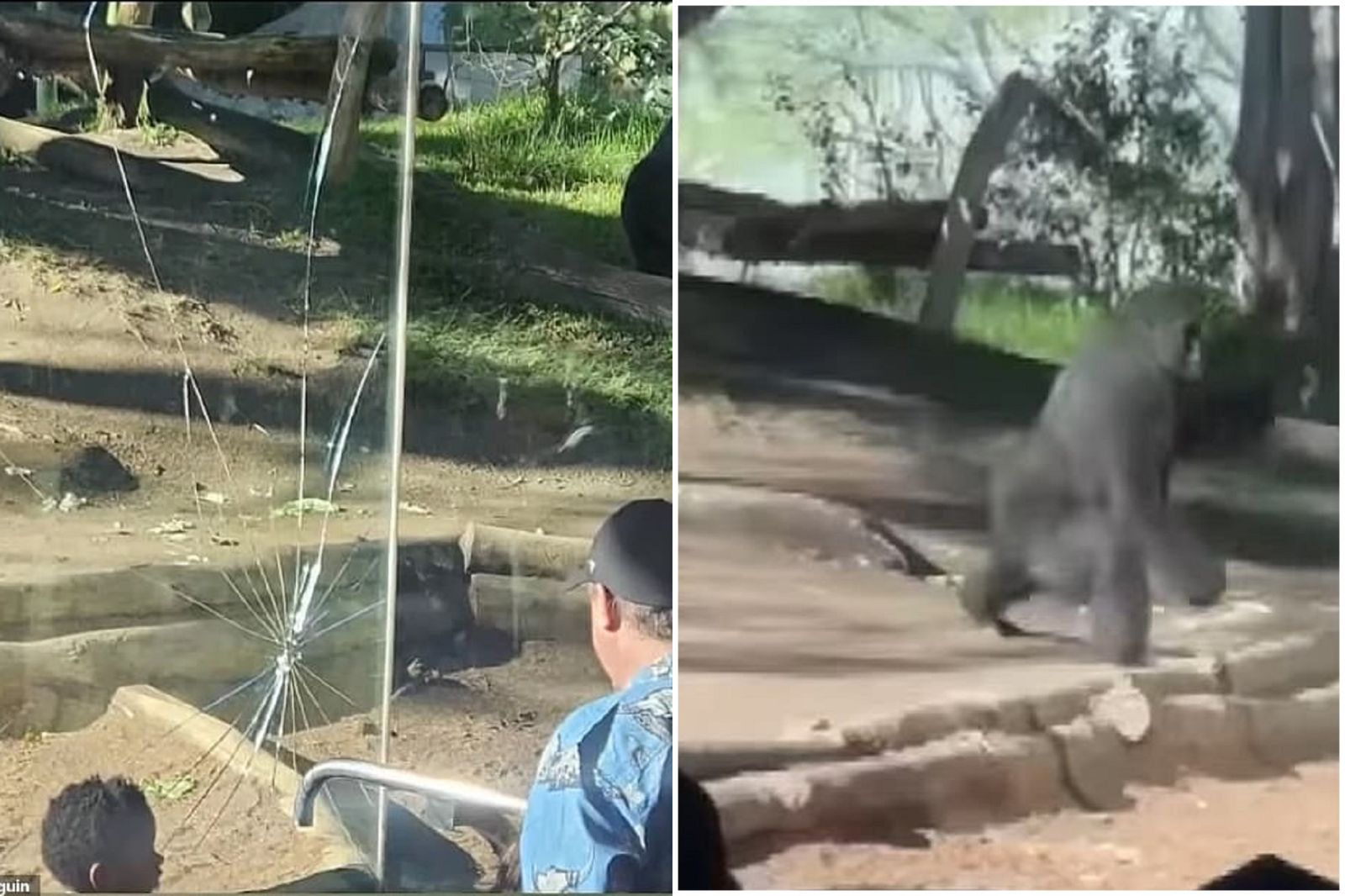 大猩猩突衝撞玻璃致碎裂　遊客嚇壞！專家：疑不爽人類白目行為