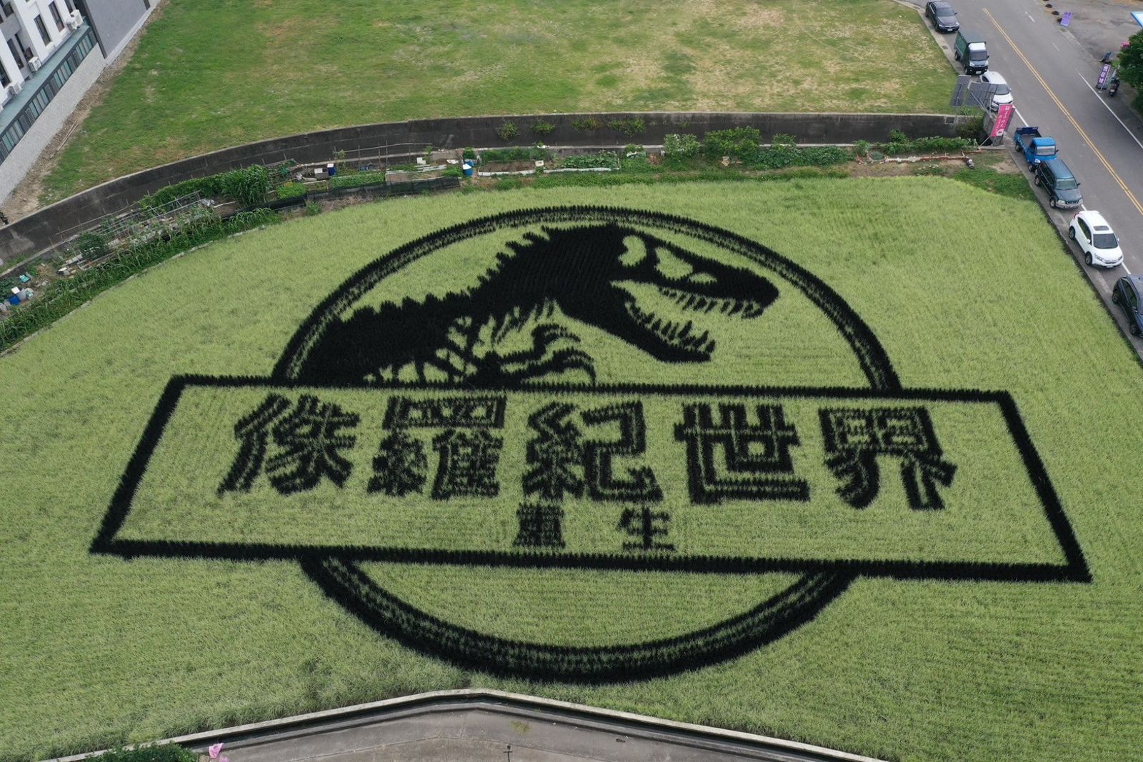 恐龍入侵稻田　35,000株稻秧打造《侏羅紀》成熱門打卡景點