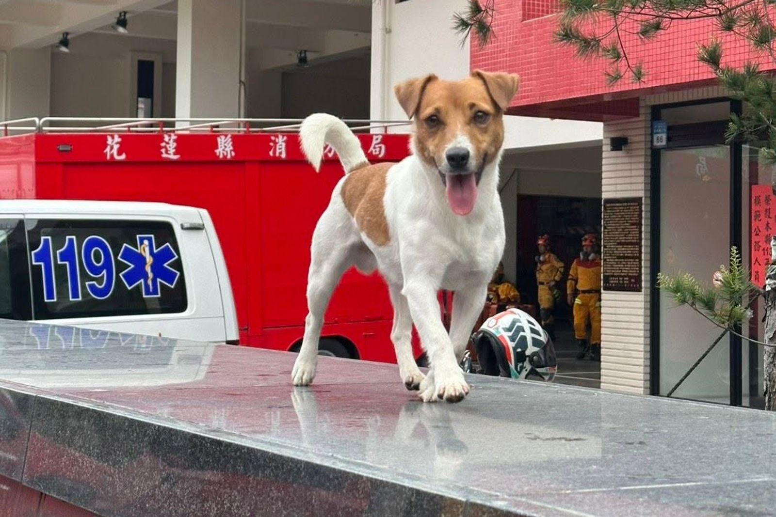 搜救犬Wilson遭爆非墜樓致死。圖/翻攝自花蓮搜救犬隊~whf犬客臉書粉專