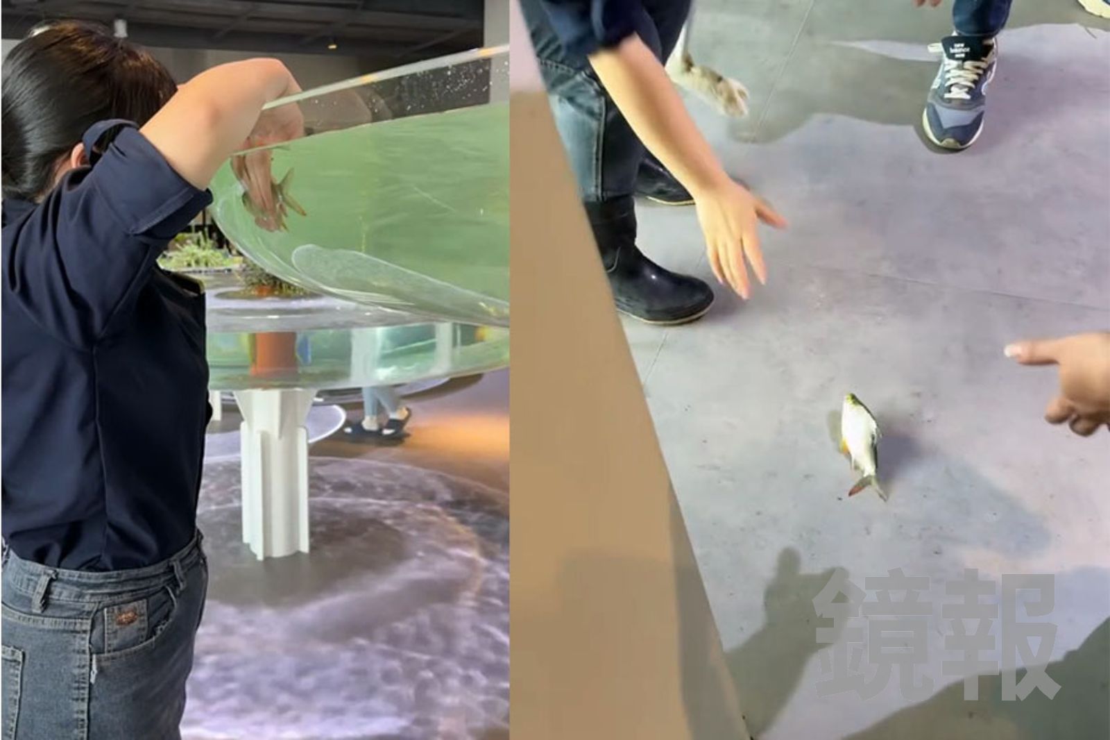 台中海洋館魚兒「跳缸」墜地受傷！網轟：美感凌駕生命　館方說話了