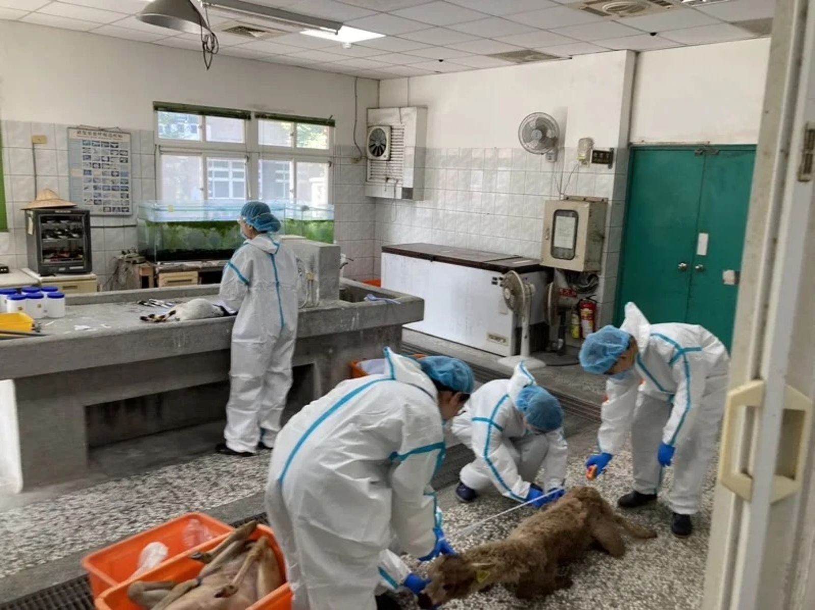 全台首例！宜蘭休閒農場主人3度操控無人機投毒　毒死草泥馬、侏儒山羊、梅花鹿