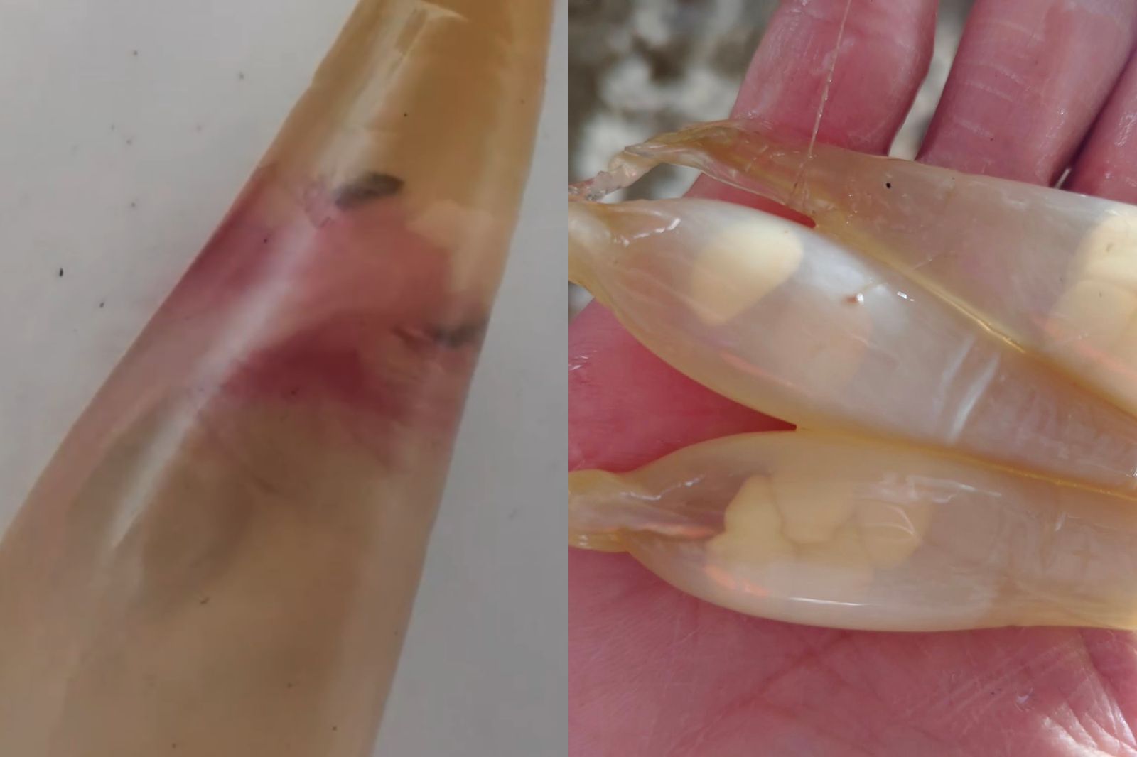 念生物系也少見！魚販宰母鯊驚見「幼幼鯊」　胎囊內游動畫面曝
