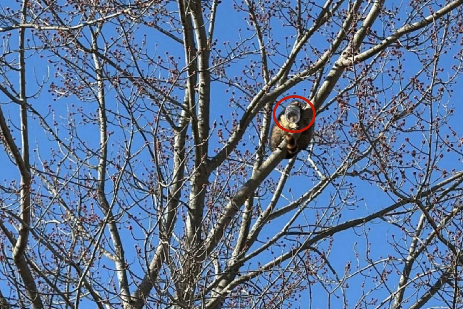 吃到忘我！浣熊狂舔花生醬　下秒頭卡罐子拔不出　「超ㄎㄧㄤ畫面」曝光笑翻