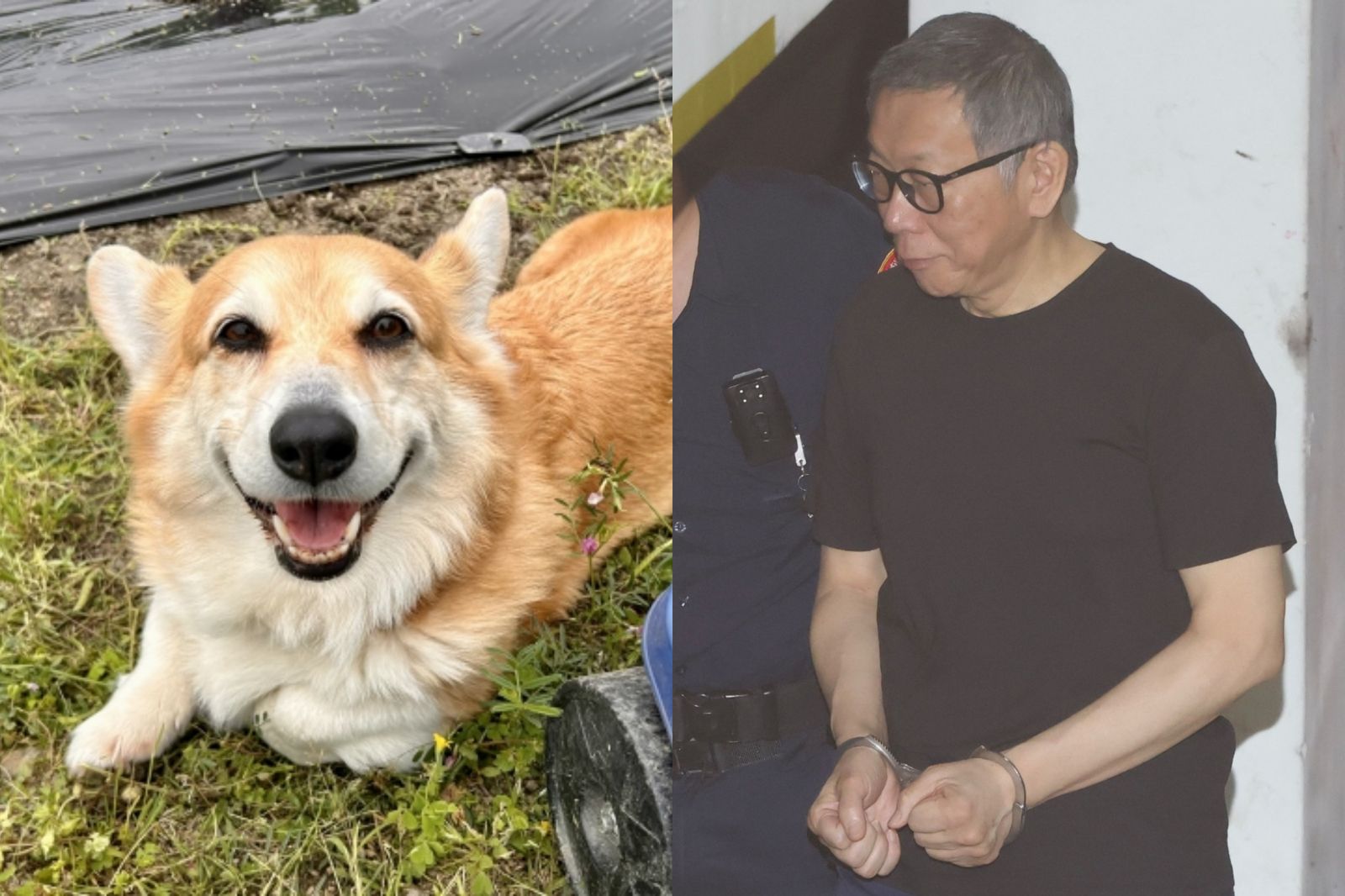 盜鄰居柯基犬照諷柯文哲「柯羈」！她辯：活絡感情　遭法官打臉
