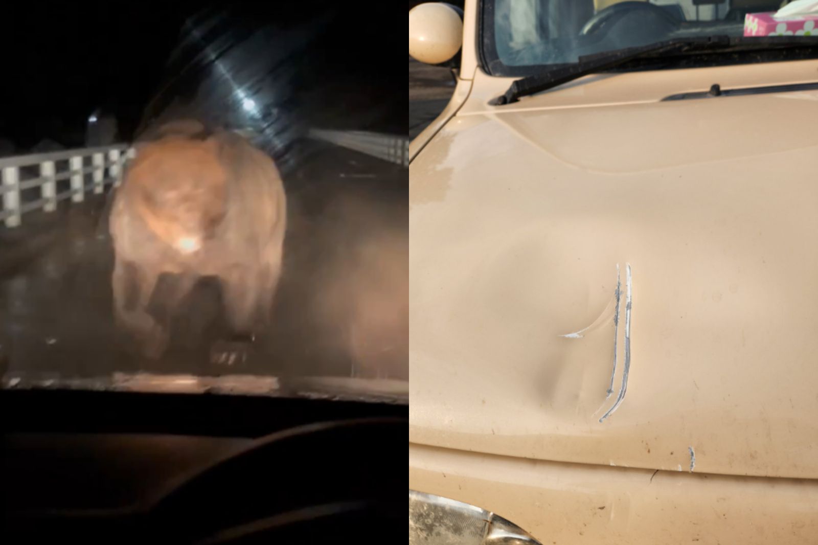 日本熊患步步驚魂！女子遭襲靠狗救命　牧場車頭被熊拍凹
