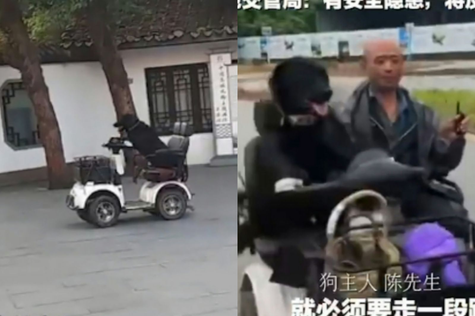 四川一隻拉不拉多開車上路引起關注。圖／翻攝自微博