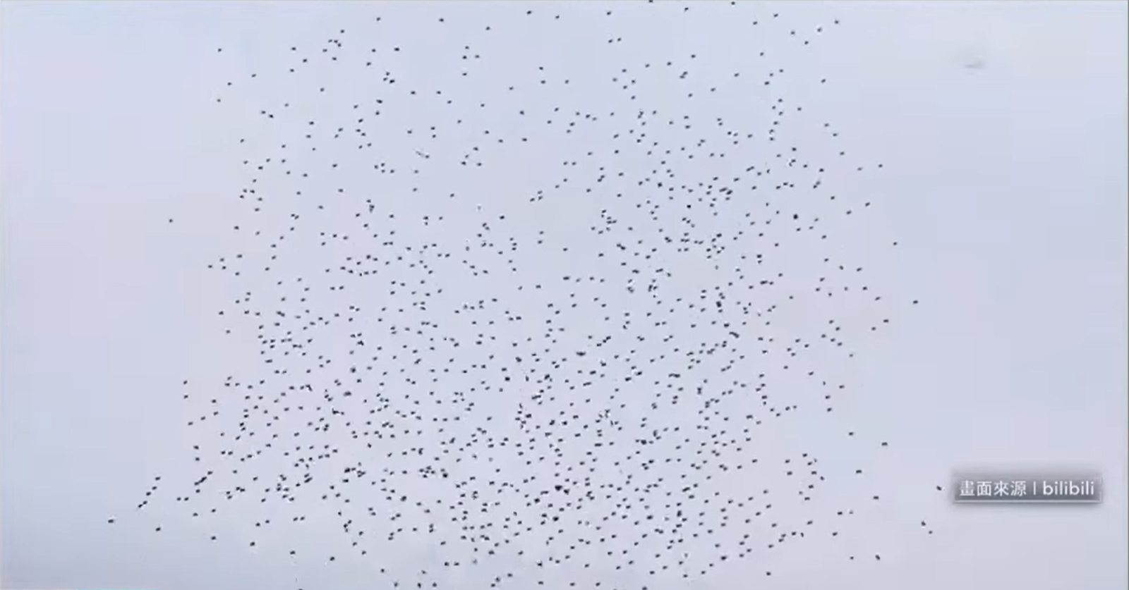 蔡國強結合爆破與無人機做表演，但無人機卻失控大量墜機　翻攝自網路