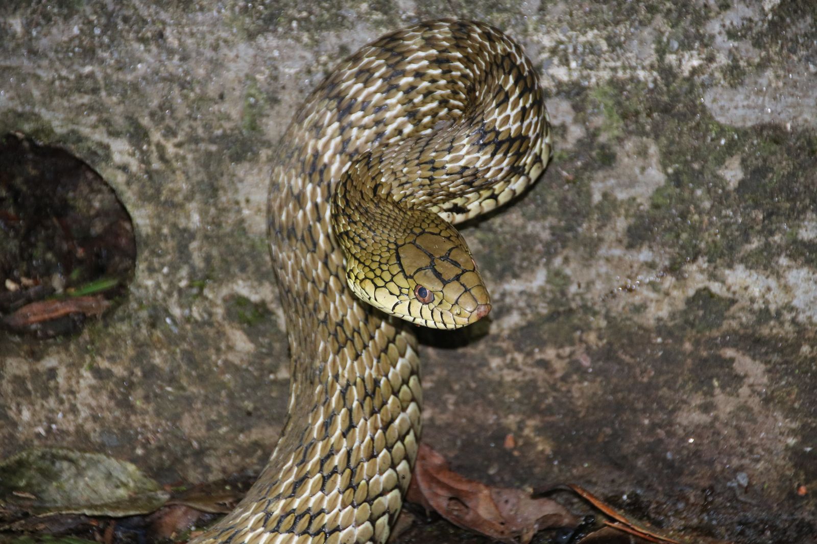 台南8個月捕獲3568條蛇！「這區」平均每月10條　成蛇患第一名
