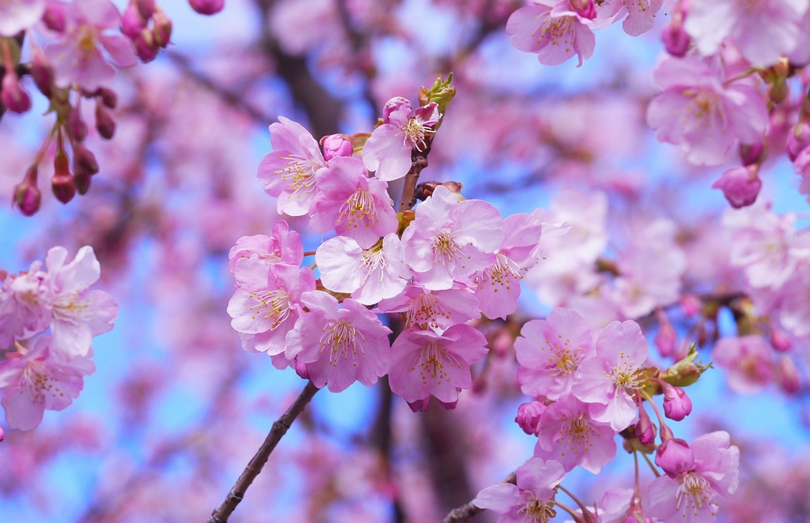 節目常喊「SAKURA」不是櫻花的意思?黃暐瀚揭密「真正含義」…網驚:長知識了