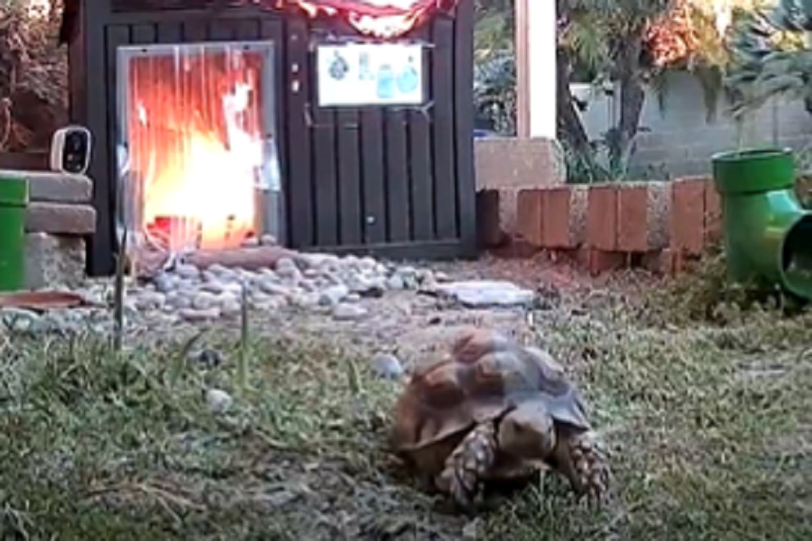 烏龜「快逃啊」超會跑！牠家被燒了　龜派大發功順利逃生