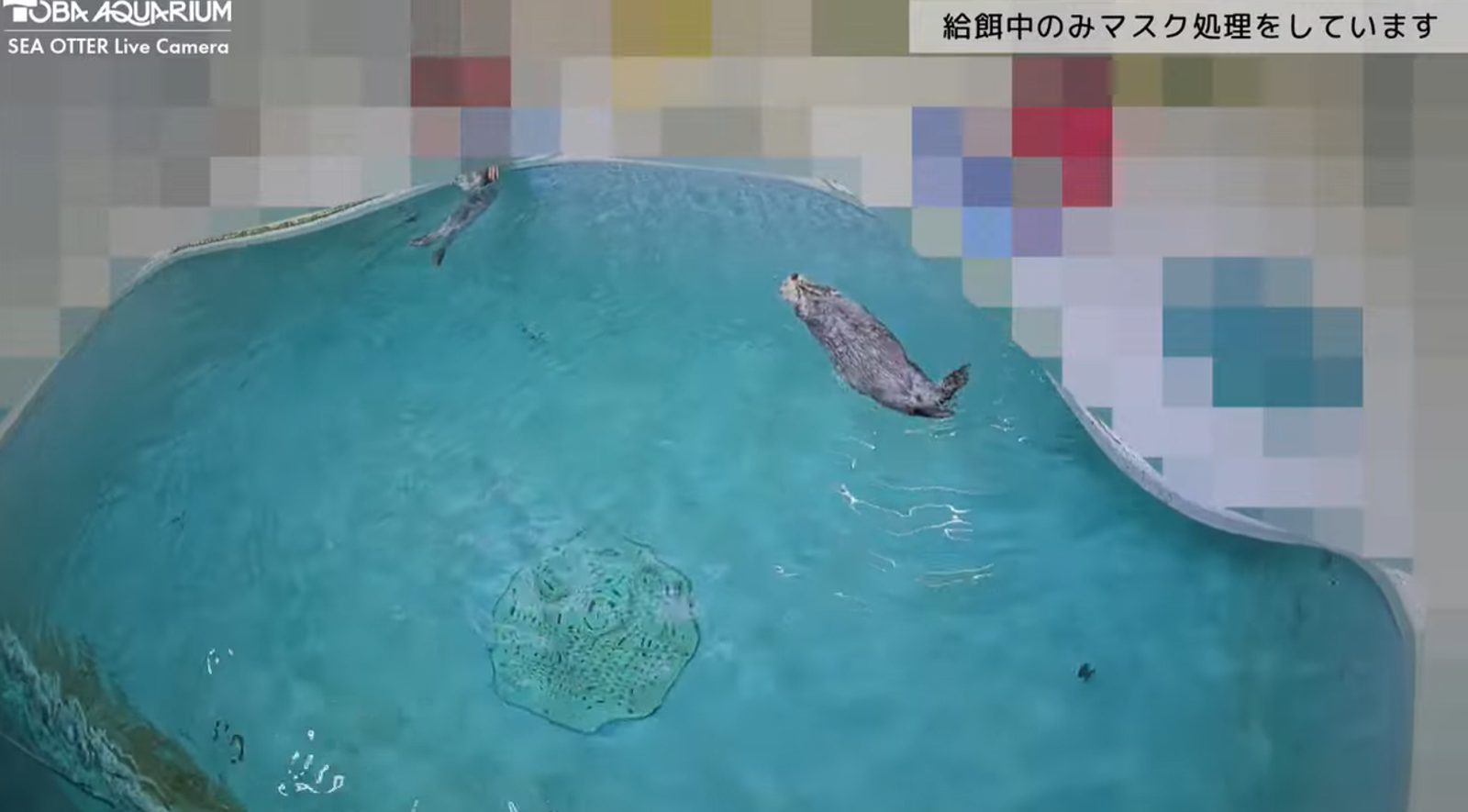 鳥羽水族館人氣海獺懲罰人類！保育員遭惡意騷擾　打馬賽克不給你看了