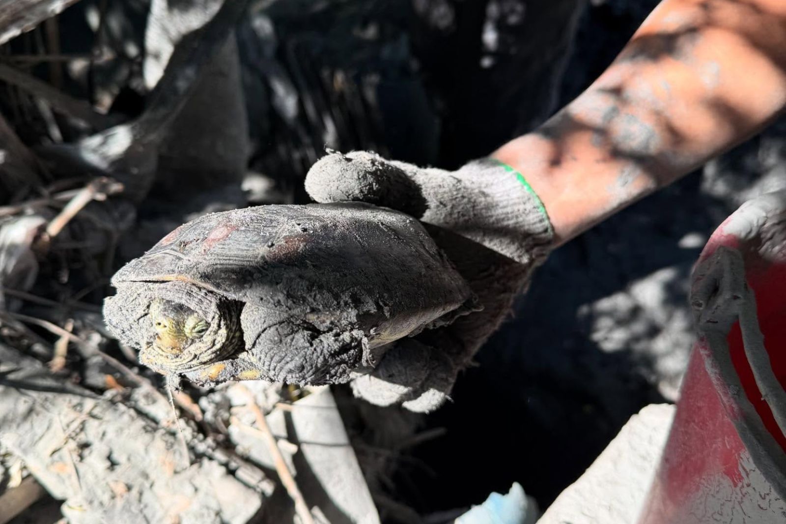 光復淤泥活埋13天!龜龜被挖出還是活的 網驚:傳說中的龜息大法