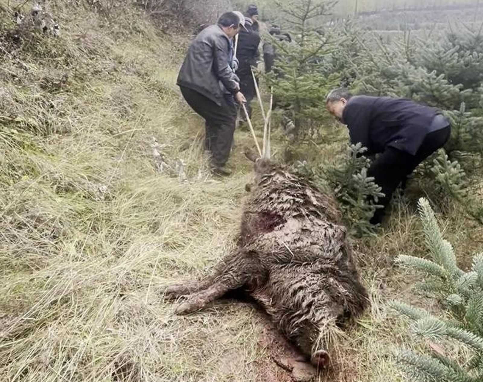 眾人合力拖大野豬下山。圖／翻攝極目新聞