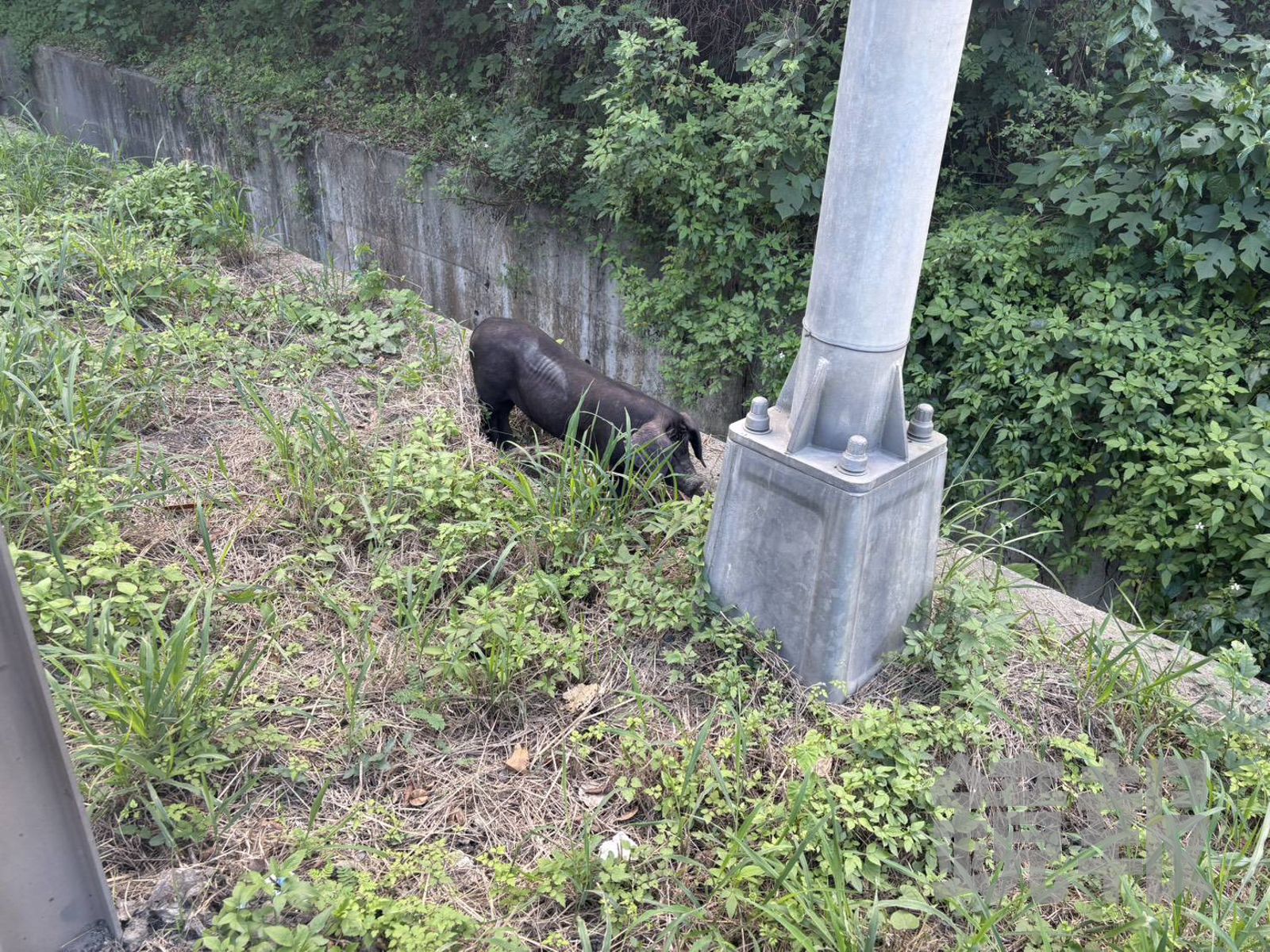 豬仔被驅趕到非道路用地。翻攝畫面
