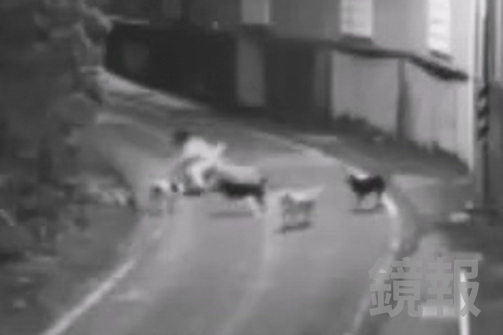 女子不敵狗群包抄，最終摔倒在地，不但腳部擦傷，身體也被咬傷。彰化縣議員賴清美提供