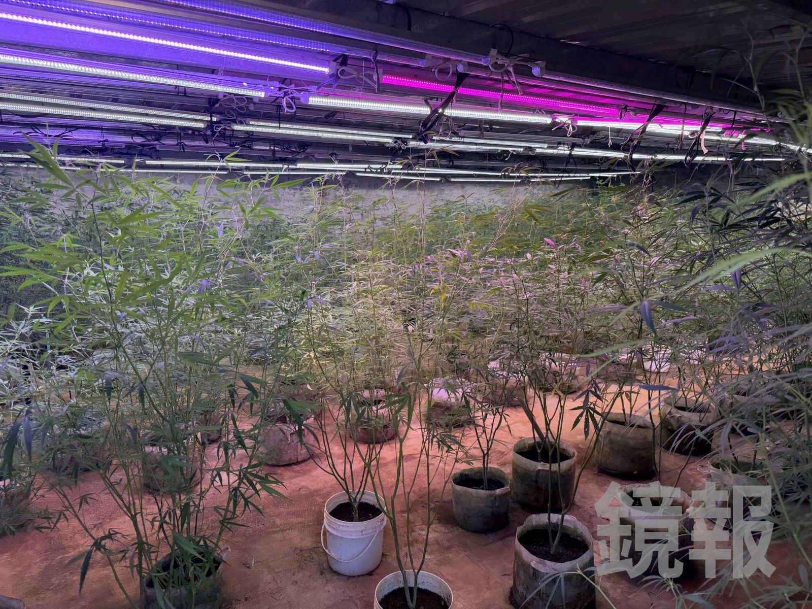 畫面曝光!新北驚見「整片大麻海」 父子包下石門山區密室種毒下場慘了
