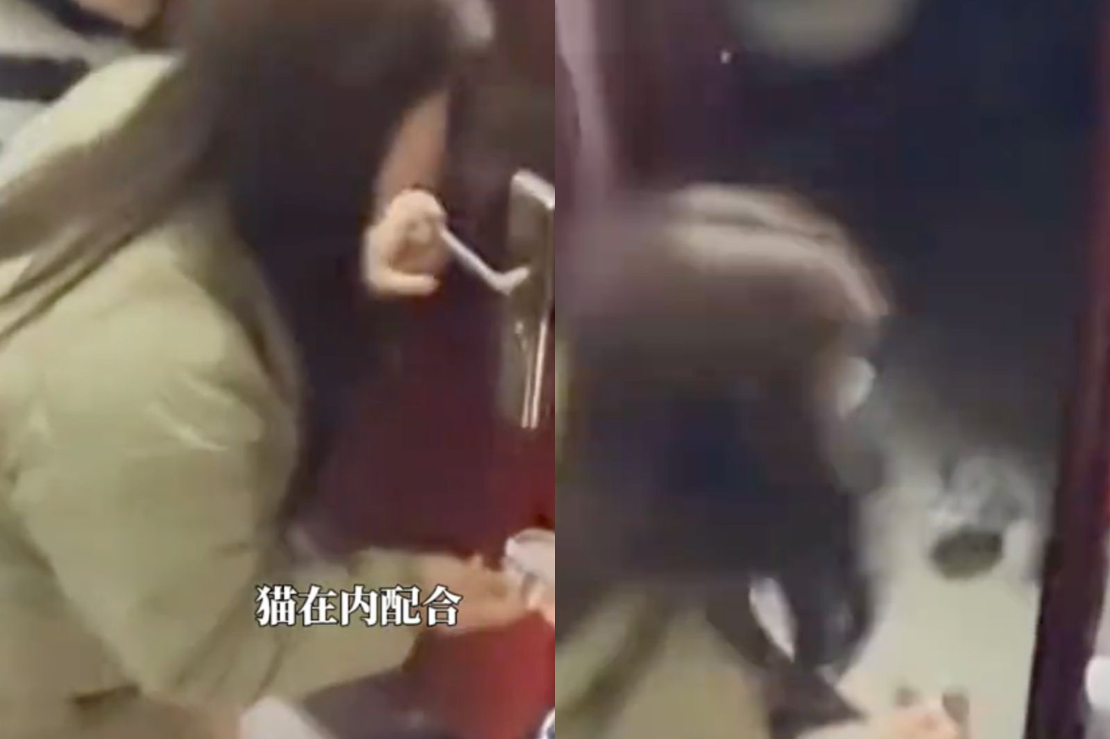 就知道你沒問題！一家人除夕被鎖門外...丟愛貓進屋「5分鐘開門」眾人驚呆