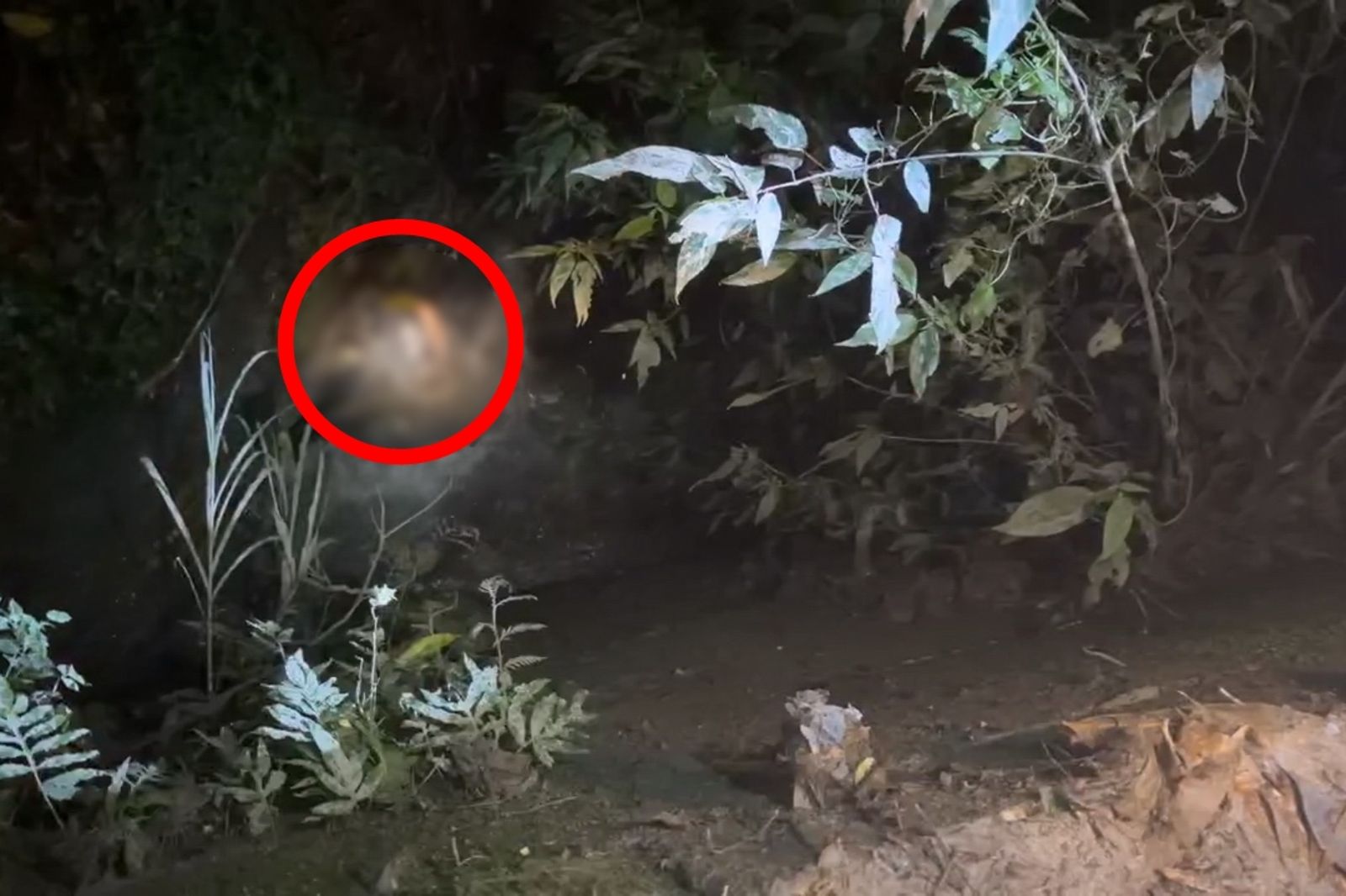 警消在山溝發現劉男(紅圈處)。民眾提供