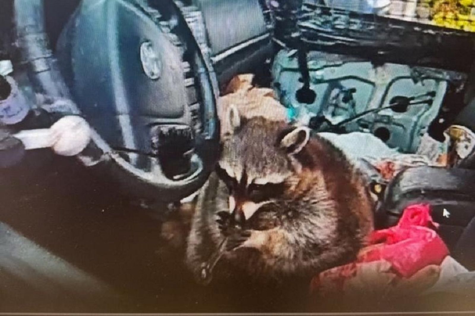 浣熊坐駕駛座吸毒　是真的！警方臨檢意外查獲毒品案