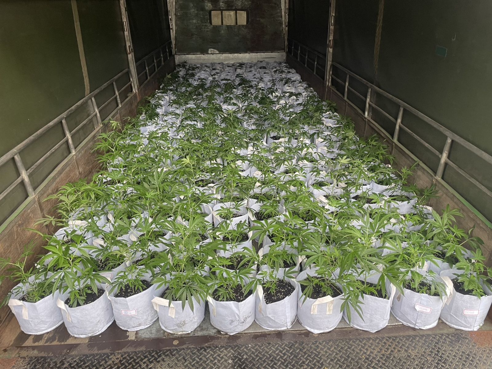 車行「掛羊頭賣狗肉」種大麻 新北警查獲近千株活體市值破4000萬