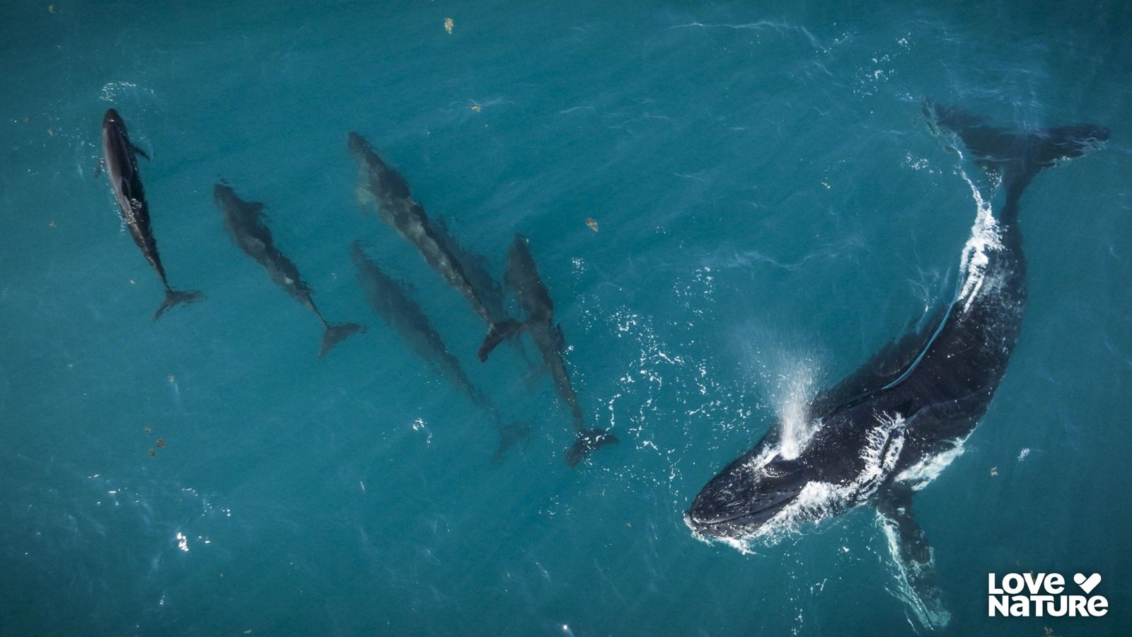 鱷魚競賽、座頭鯨母子同框！《金伯利：澳洲的狂野西境》看42萬平方公里荒野奇觀　4/22世界地球日播出