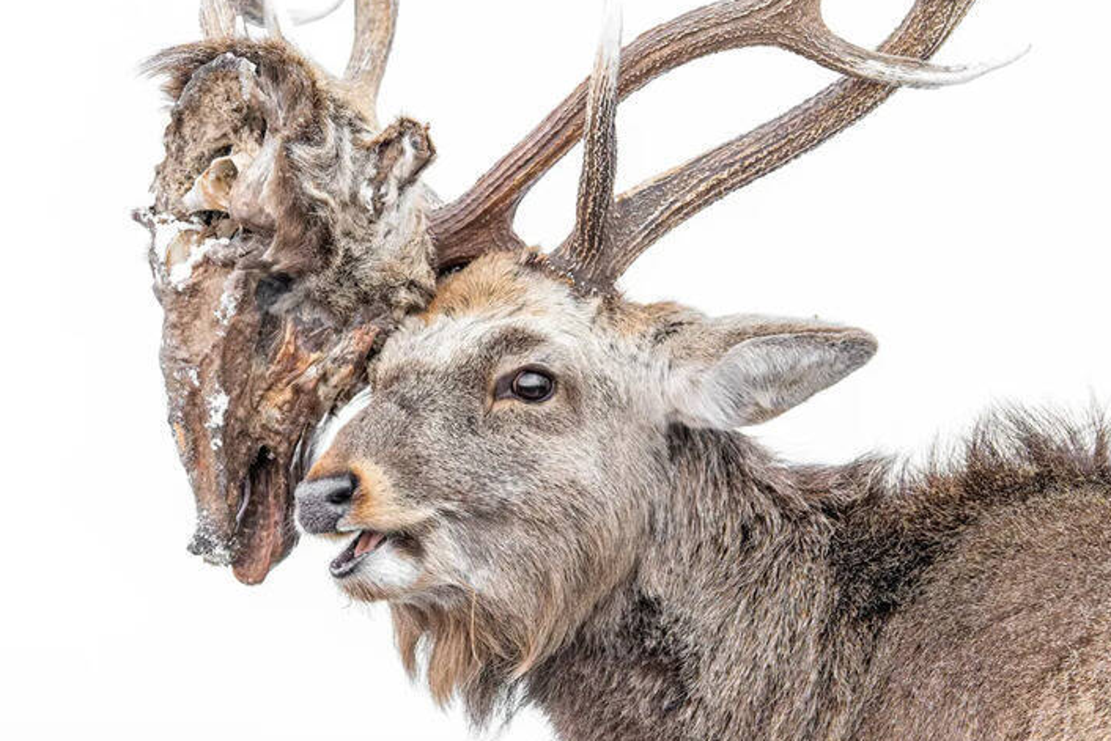 公鹿角掛死敵「腐爛斷頭」超震撼！2熊寶寶路邊打架...攝影大賽入圍照曝
