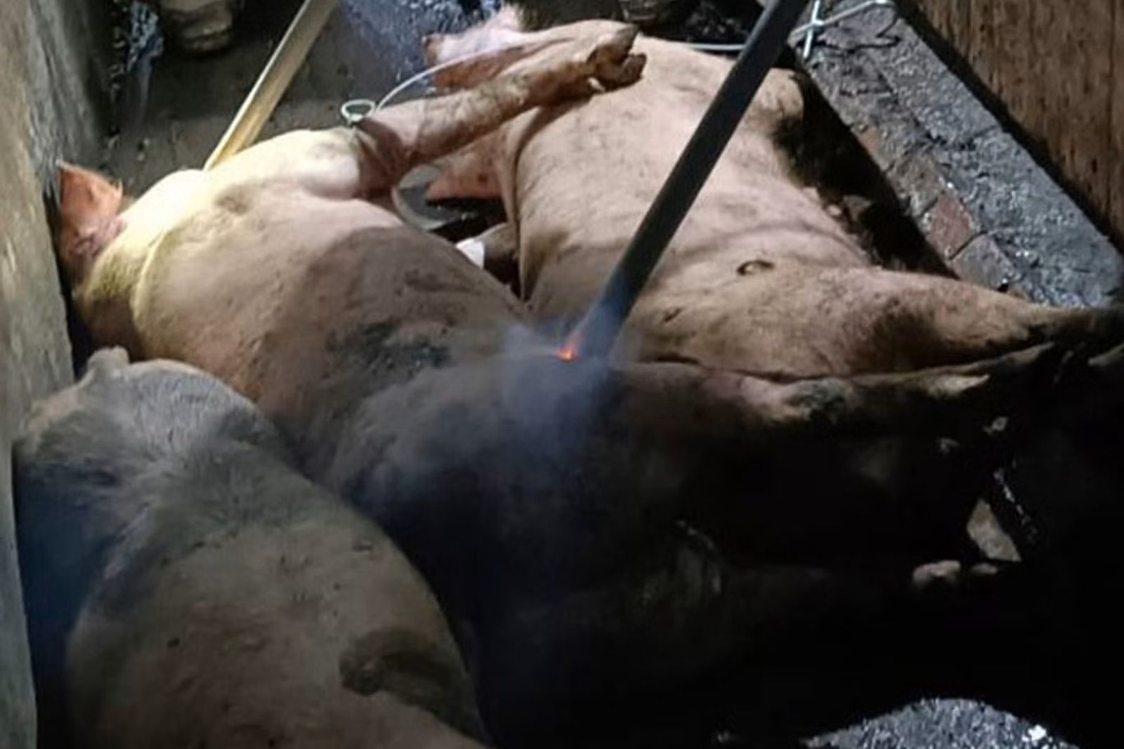 禁宰禁運延長10天!豬農「沒空間養豬」崩潰:1天長大1公斤