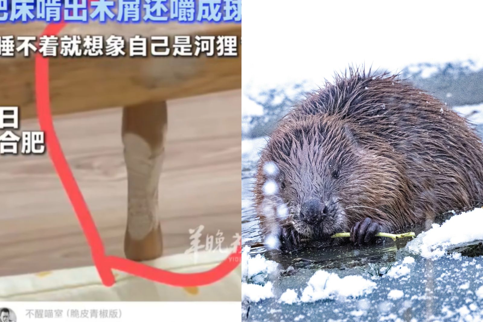 男童午休睡不著！幻想「是隻小河狸」狂啃木床　驚人畫面曝光