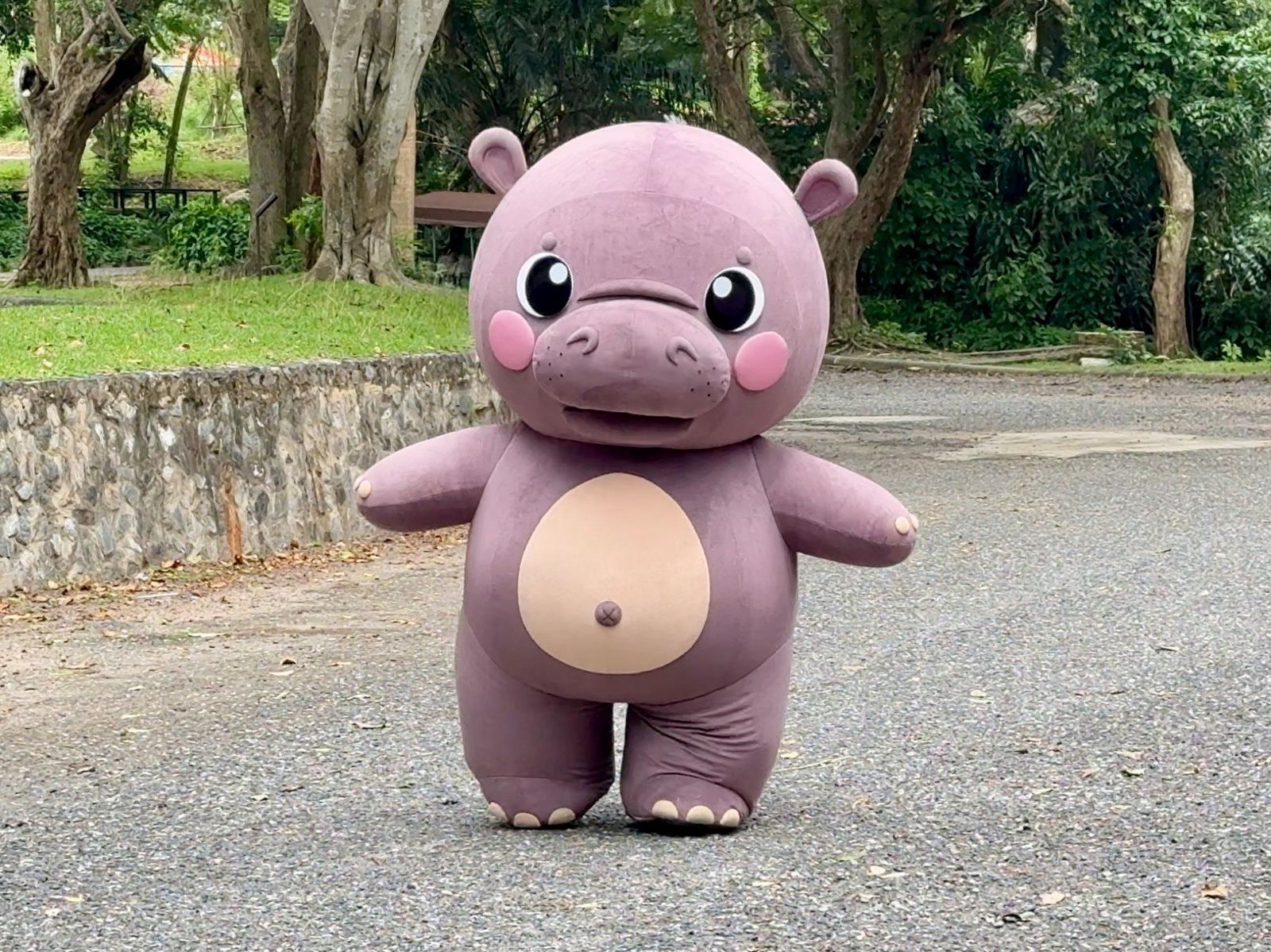 由於外型太可愛，引發網友關注。圖／Khao Kheow Open Zoo X