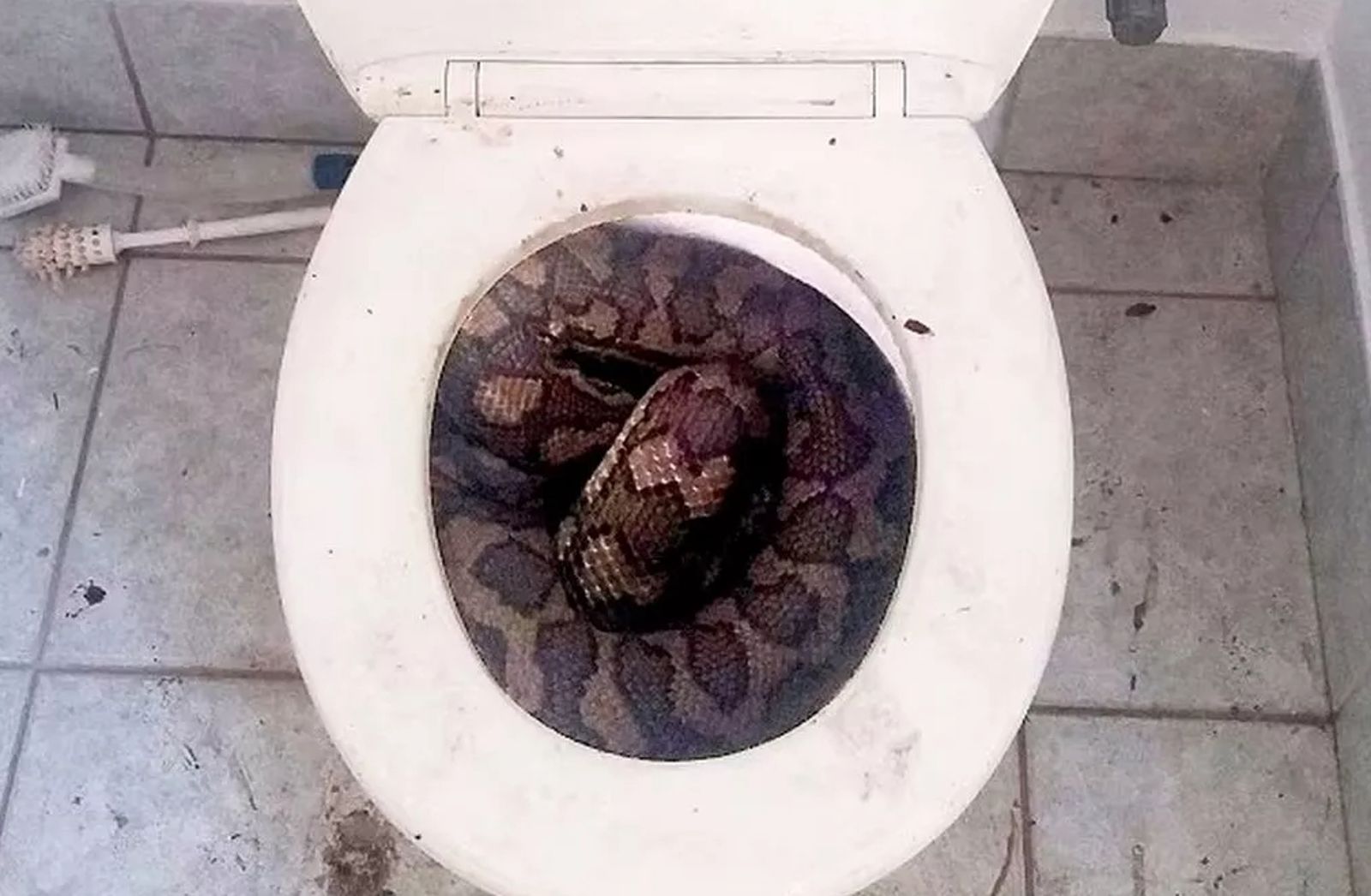 廁所蹲一半！蟒蛇突竄出「緊咬下體」　男大量失血急送醫