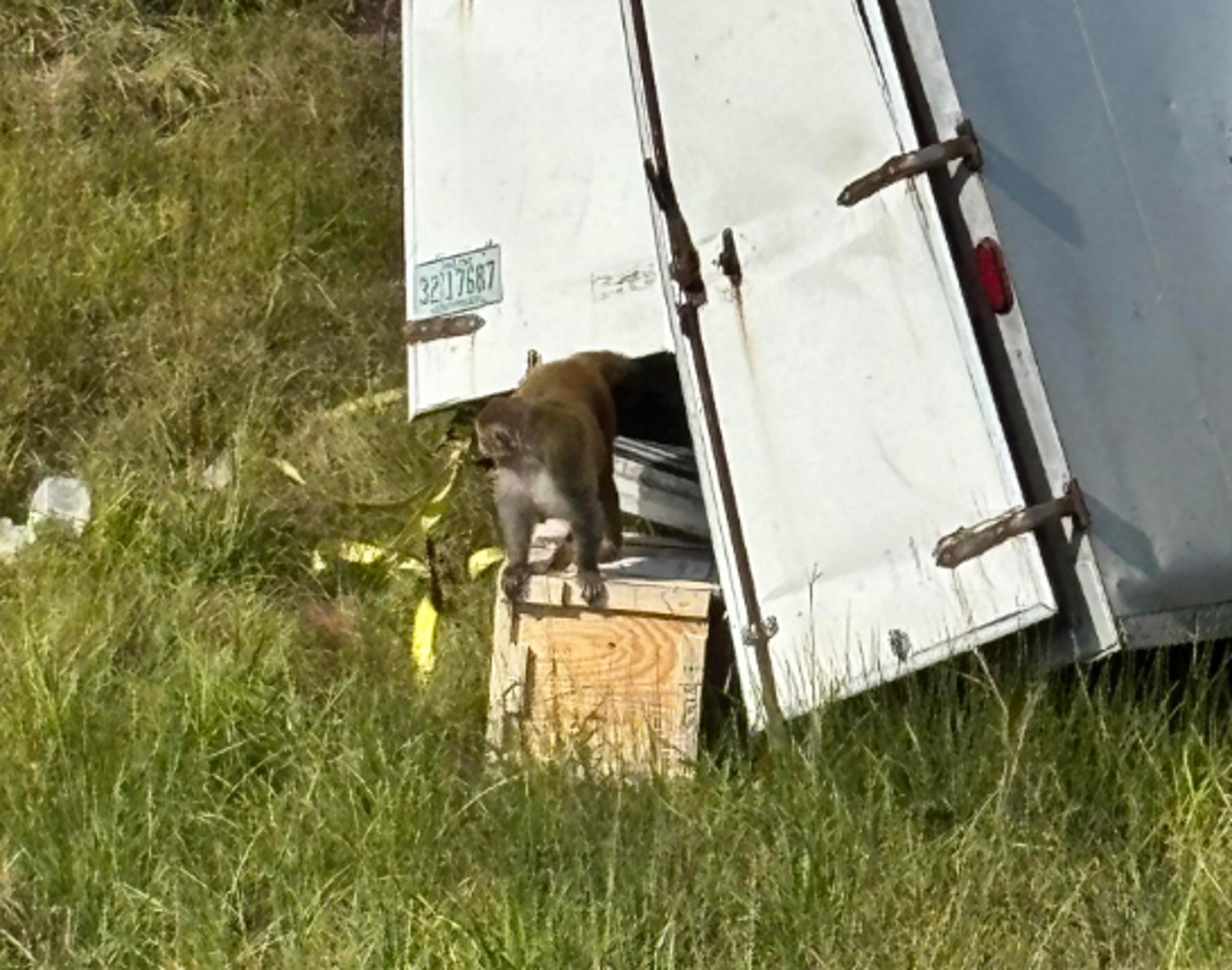 美國實驗室「病猴」逃走中！身上染3病毒引恐慌　校方澄清了