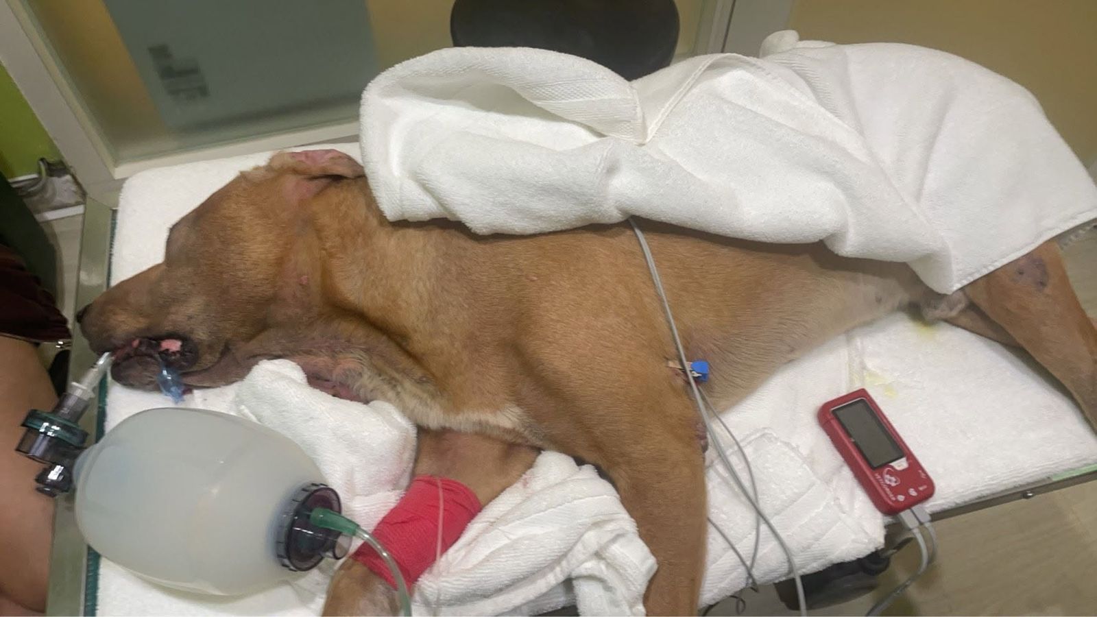 曾協尋林葉亭父親!搜救犬「巴薩」遭雨傘節咬 領犬員半夜急奔拿血清…還是救不回