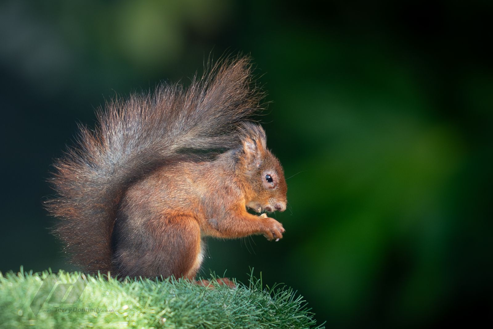 警告人類保持距離！美國驚見「殭屍松鼠」全身膿瘡、掉毛…病毒已快速蔓延