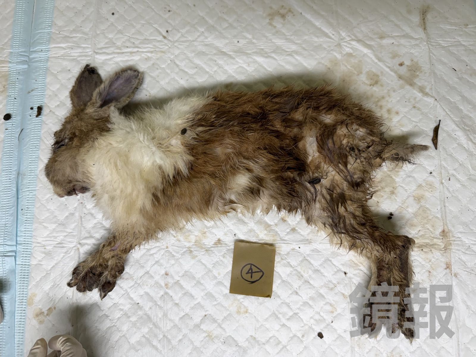 餐廳管理不善導致大量兔隻死亡，動保處將予以開罰。新北市動保處提供