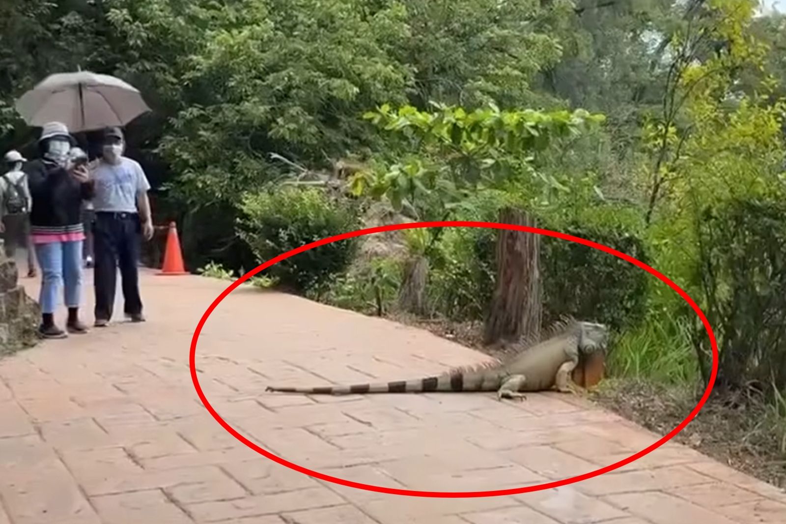 澄清湖出現「1.7公尺超巨大綠鬣蜥」　農業局急派人手獵捕