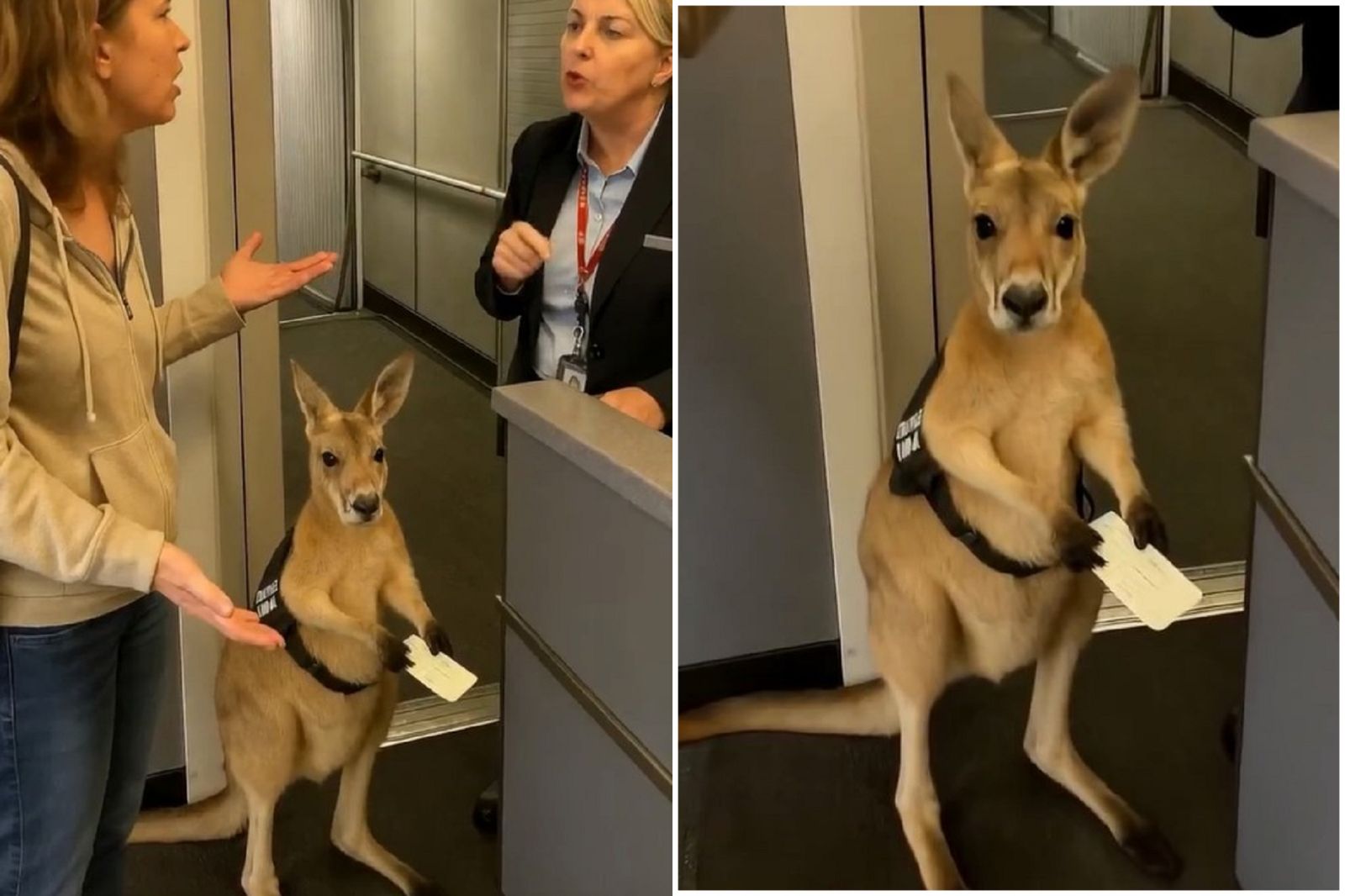 袋鼠搭機影片瘋傳　真相曝光！這家航空急開「袋鼠機票價」