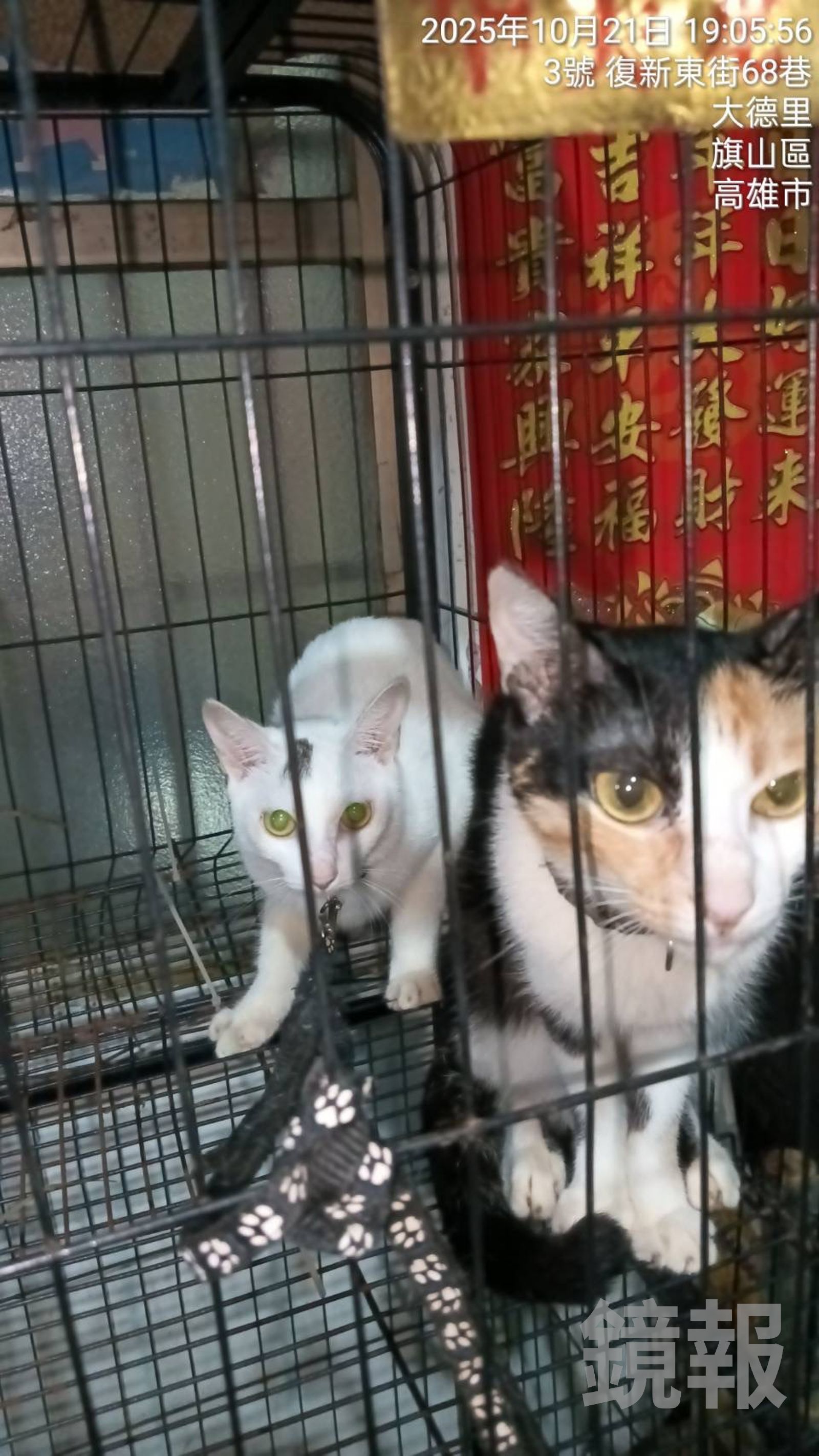 高市動保處救出3隻小貓。動保處提供