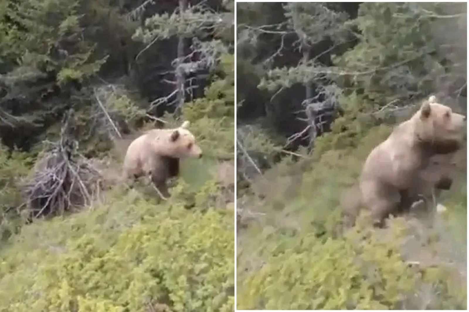 死亡影片！白目男向朋友大喊「來看熊熊啊」　下一秒被熊攻擊墜谷慘死