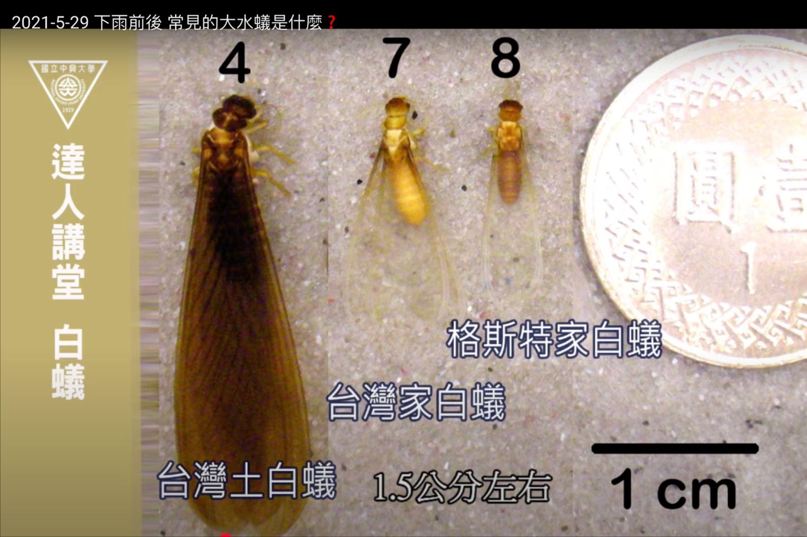 台灣白蟻主要可分成3種。圖/都市昆蟲研究室提供