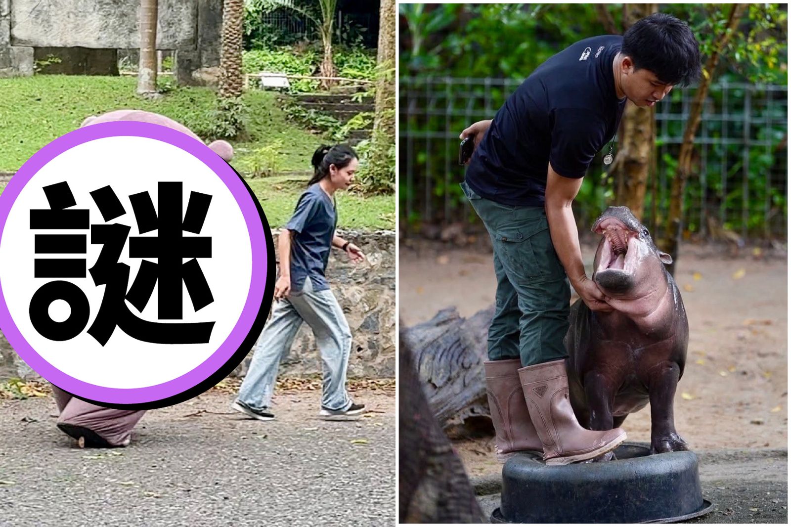 41J肉聲／泰知名河馬「彈跳豬」脫逃演練　超搞笑！網讚這一尊太可愛