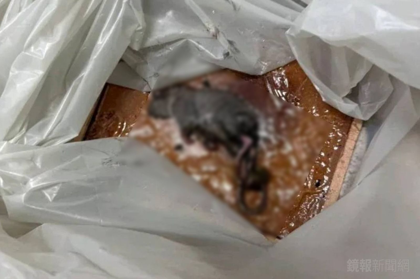 有民眾爆料林酒店廚房內老鼠眾多。圖／翻攝自匿名2公社