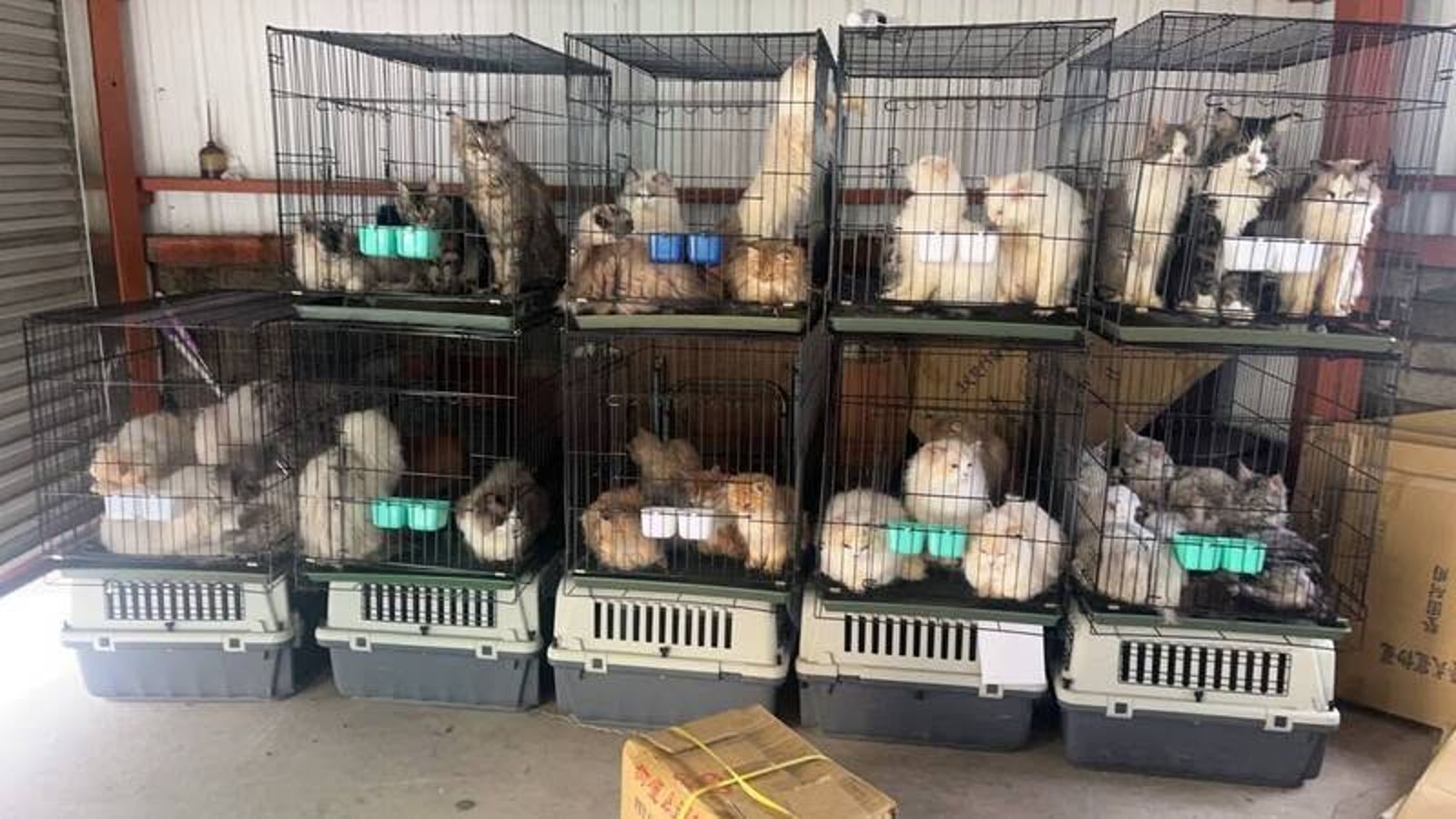 知名貓舍老闆貪暴利 私運36名貴貓全被迫去喵星安樂 法官怒:關進去不給緩刑!