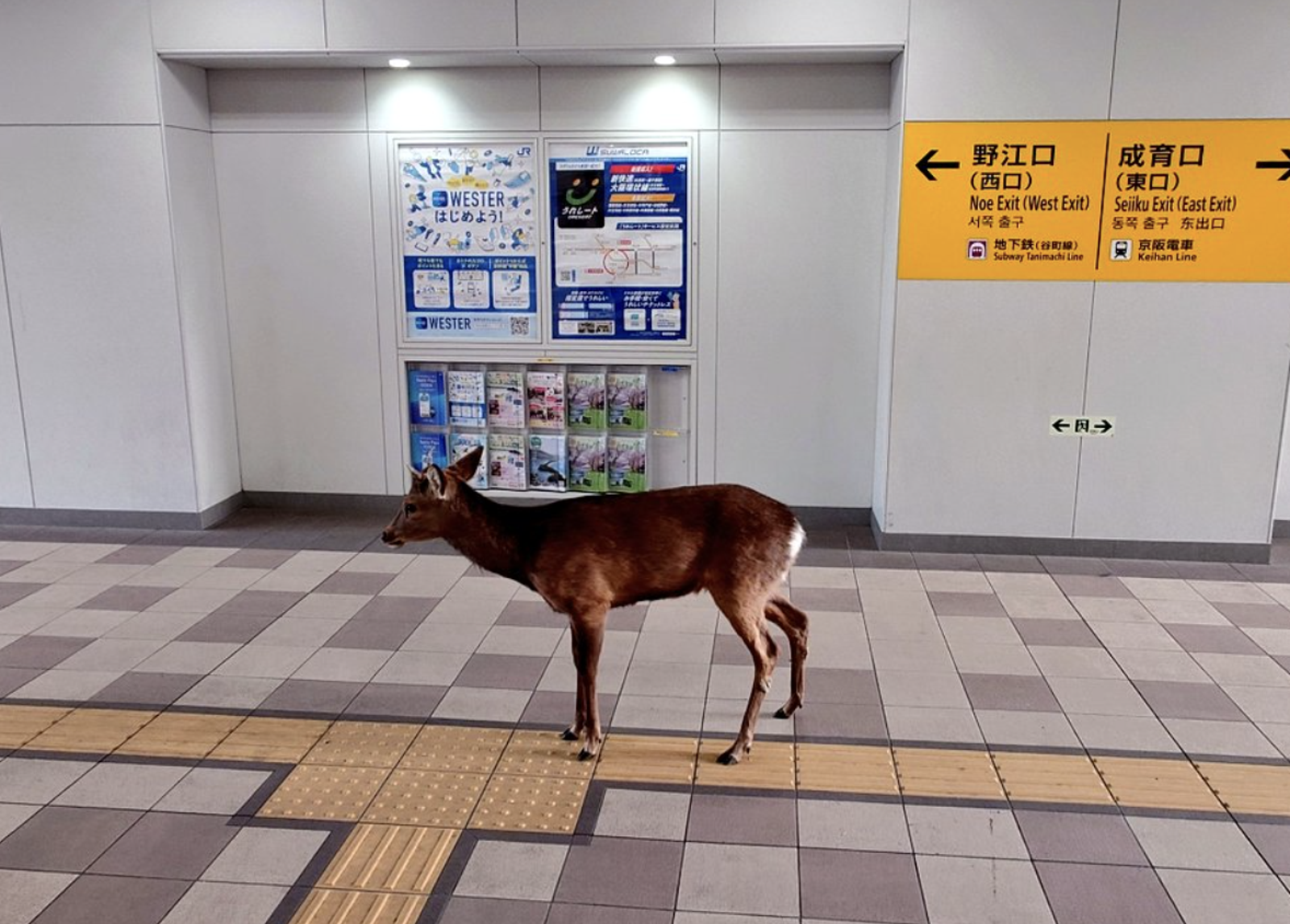 奈良公園鹿大遷徙！跑山20公里現身大阪...專家曝關鍵原因