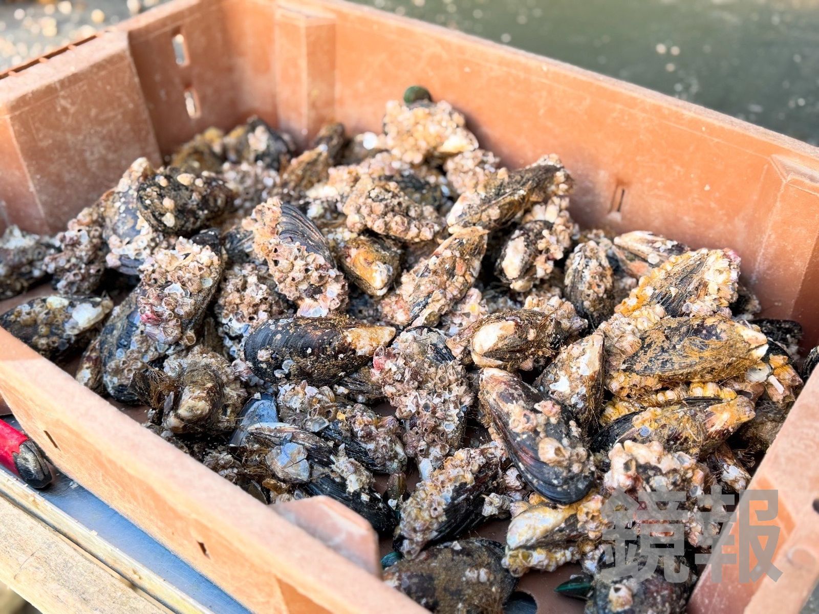 「阿池現吃淡菜」都是每天從海上打撈新鮮的淡菜。