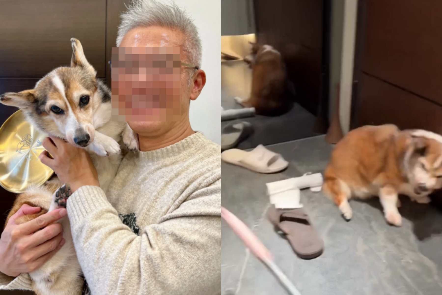 茶聚加盟主PO「虐狗片」喊想安樂死！被起底曾獲「模範飼主」　業者火速開鍘