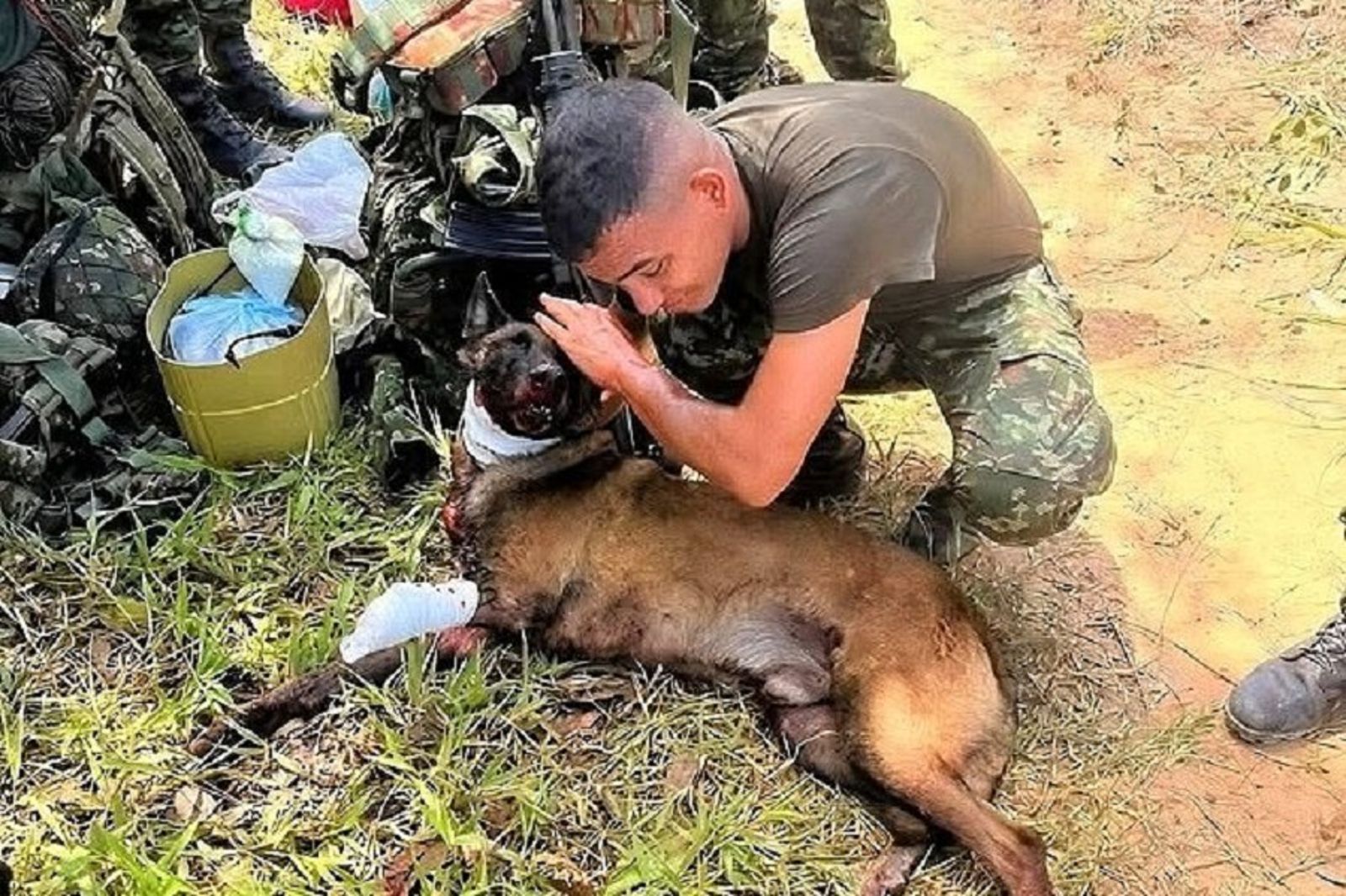 「護國神犬」腿被炸斷卻救了上百人 濺血堅持爬回主人身邊