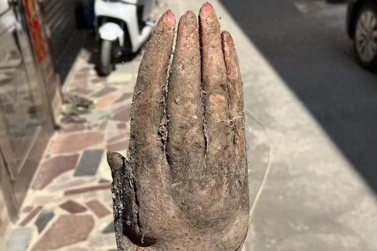 以為挖到人手！菜園驚見「異形淮山」五指分明還有指甲　老翁嚇到不敢碰
